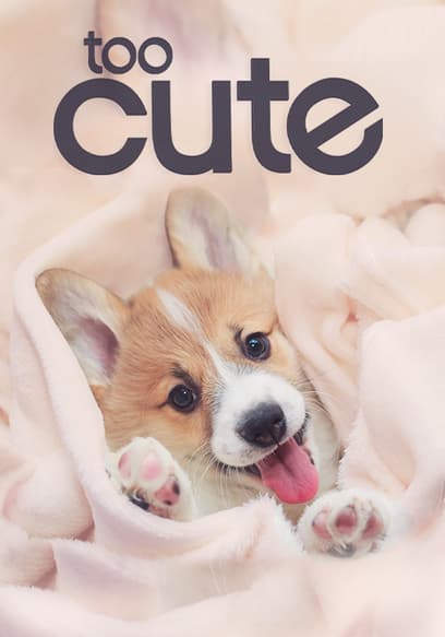 S01:E02 - Too Cute! Puppies