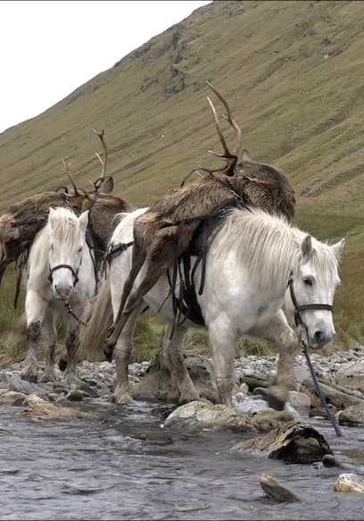 Watch Nordic Wild Hunter S01:E17 - Hunting Red Stags in the Scottish ...