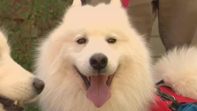 S06:E04 - Samoyed