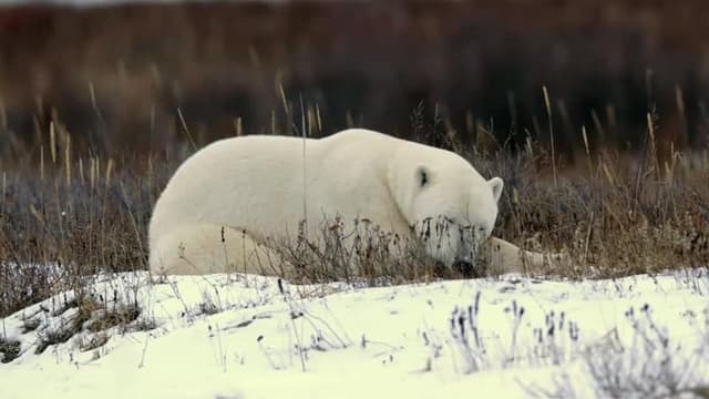 S01:E02 - The Great Ice Bears