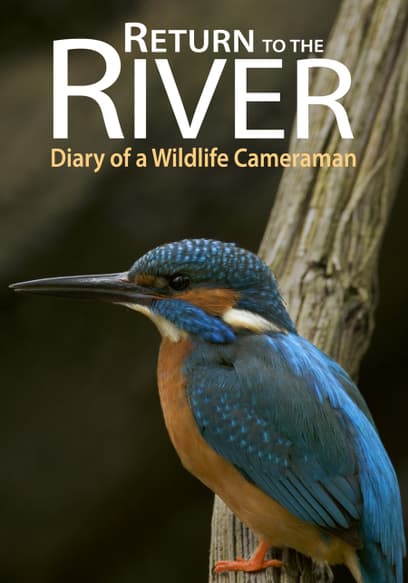 Return to the River: Diary of a Wildlife Cameraman