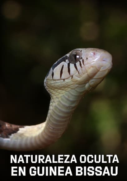 Naturaleza Oculta en Guinea Bissau