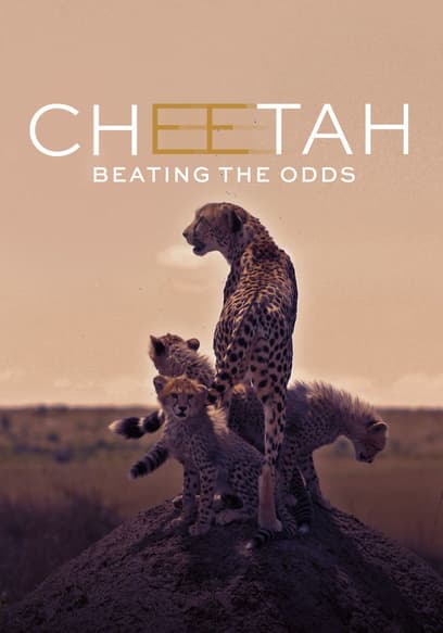 Cheetah: Beating the Odds