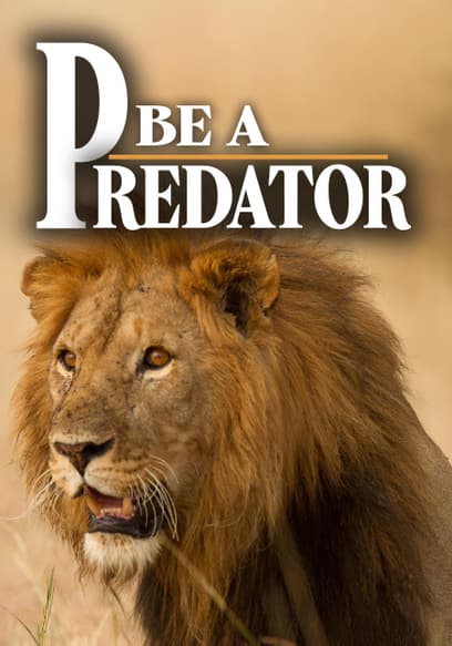 Be a Predator