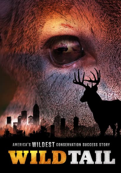 WildTail: America's Wildest Conservation Success Story