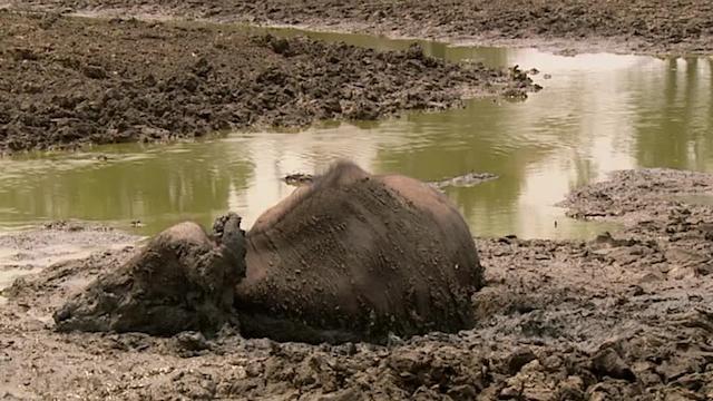 S01:E02 - Luangwa: River of Extremes