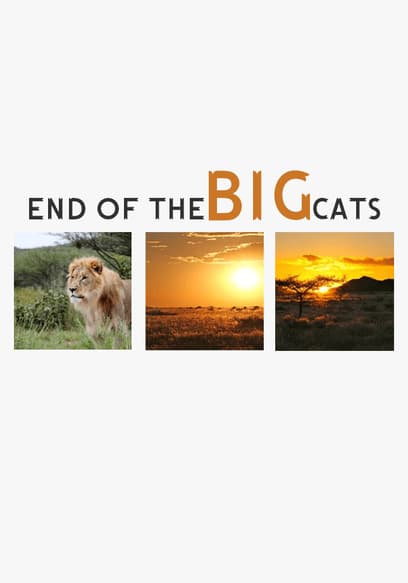 End of the Big Cats