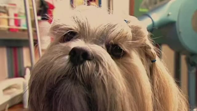 S06:E06 - Lhasa Apso