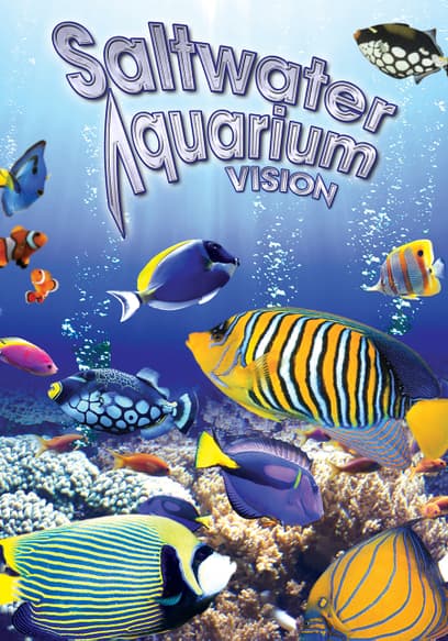 Salt Water Aquarium Vision!