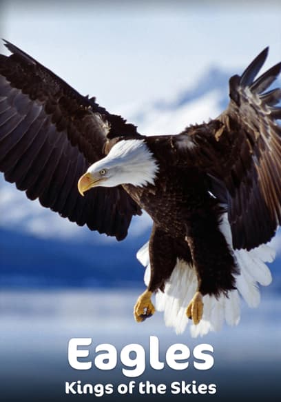 Eagles: Kings of the Skies