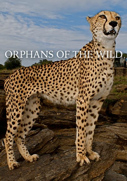 Orphans of the Wild