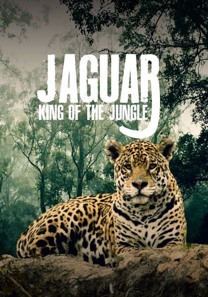 Jaguar: King of the Jungle