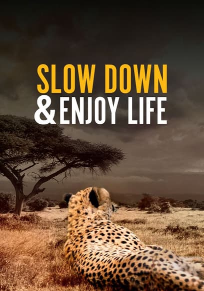 Slow Down & Enjoy Life