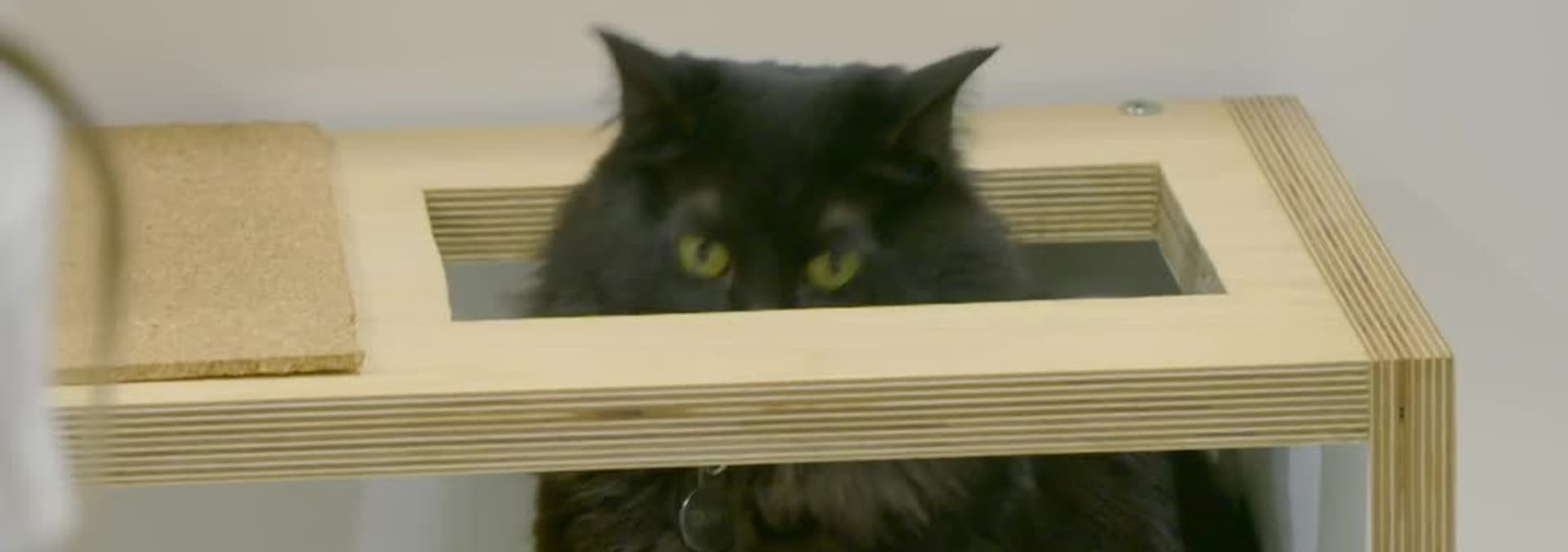 Watch Animal Cribs S01E01 TrickedOut Cat Castle Free TV Shows Tubi