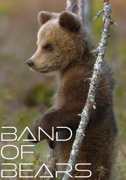 Band of Bears