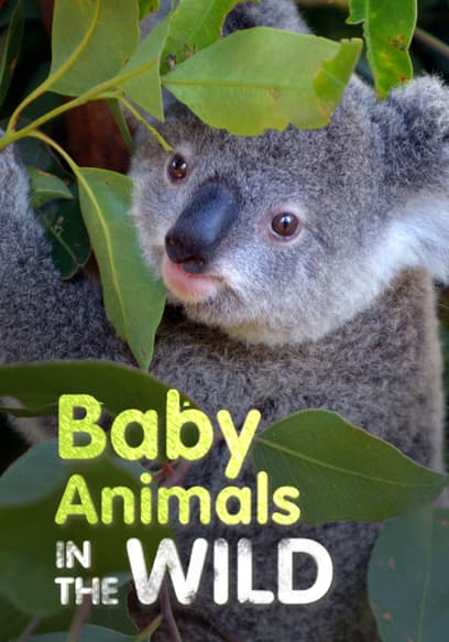 S01:E08 - Australian Babies