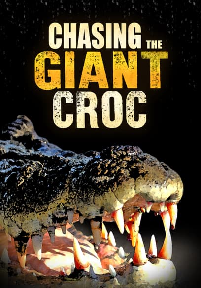 Chasing the Giant Croc