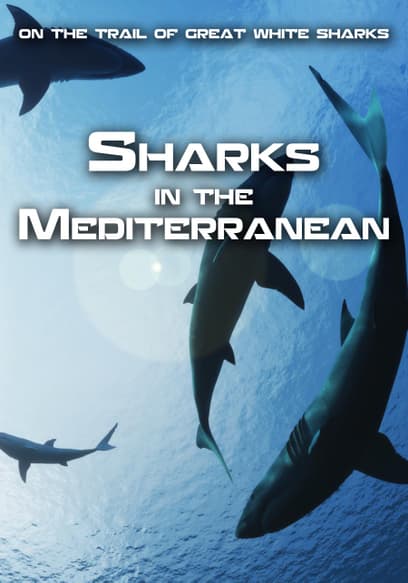 Sharks in the Mediterranean: On the Trail of Great White Sharks