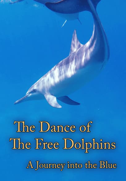 The Dance of the Free Dolphins: A Journey Into the Blue