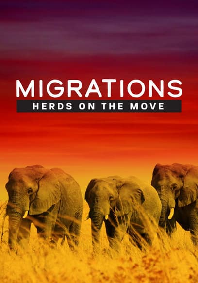 Migrations: Herds on the Move