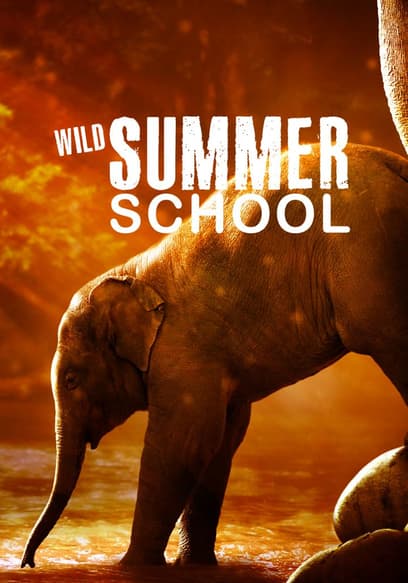Wild Summer School