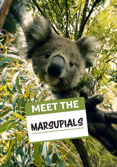 Meet the Marsupials