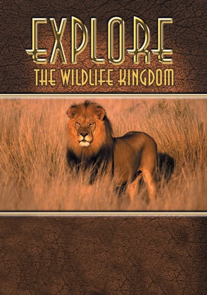 Explore The Wildlife Kingdom