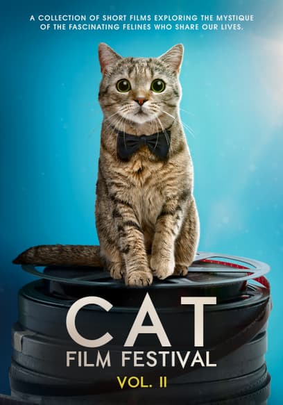 Cat Film Festival (Vol. 2)