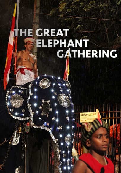 The Great Elephant Gathering