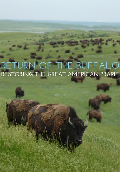 Return Of The Buffalo: Restoring The Great American Prairie