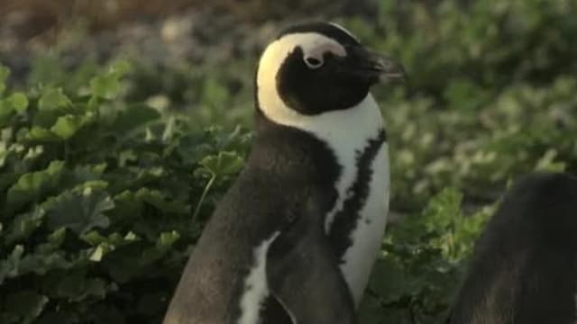 S01:E01 - Penguins: The African Chaplin