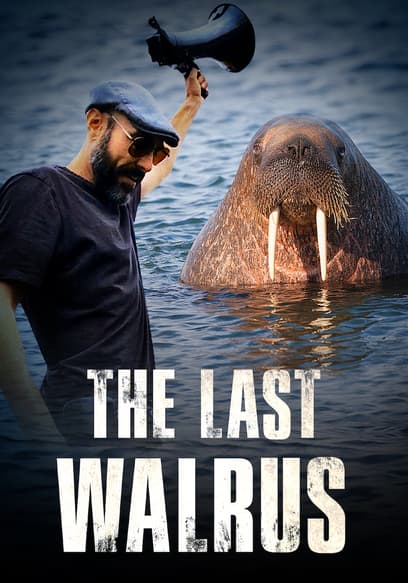 The Last Walrus