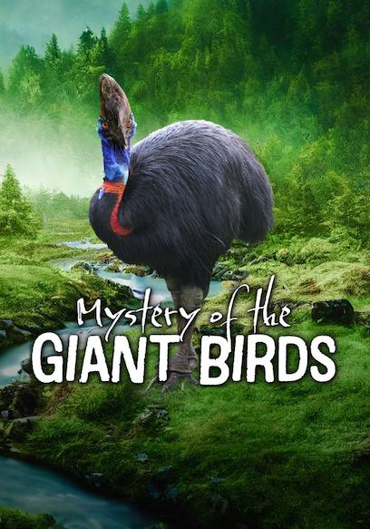 The Mystery of the Giant Birds