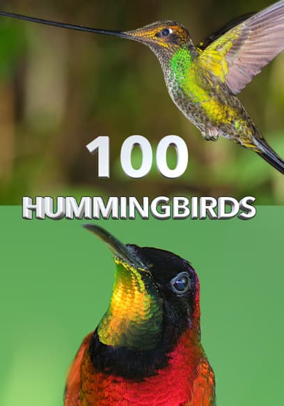 100 Hummingbirds