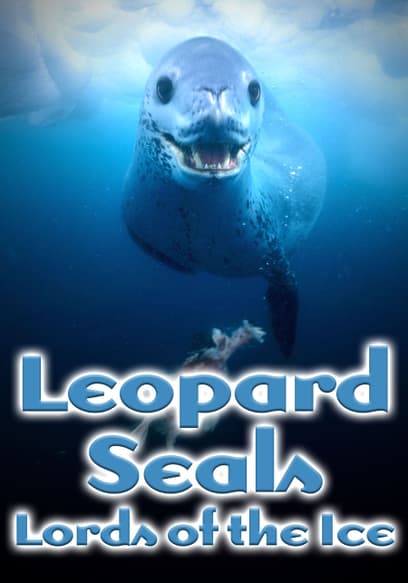 Leopard Seals: Lords of the Ice