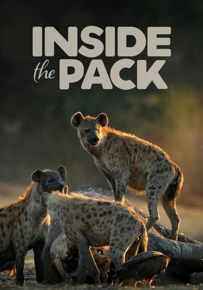 Inside the Pack