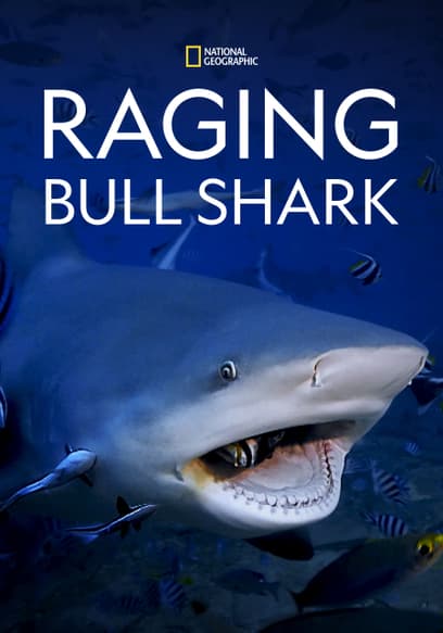 Raging Bull Shark