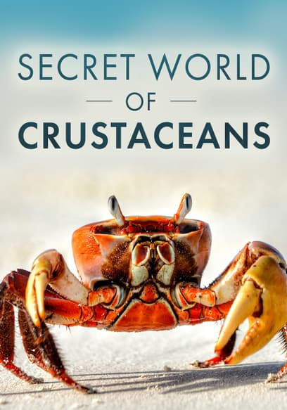 Secret World of Crustaceans