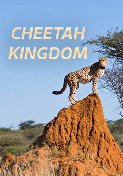 Cheetah Kingdom