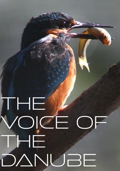 The Voice of the Danube