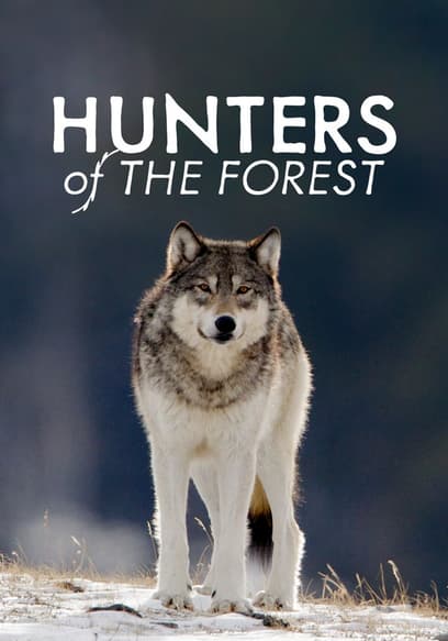 Hunters of the Forest