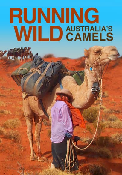 Running Wild, Australia's Camels