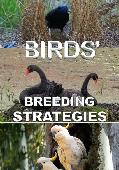Birds' Breeding Strategies