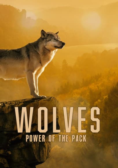 Wolves: Power of the Pack