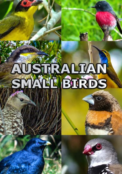 Australian Small Birds