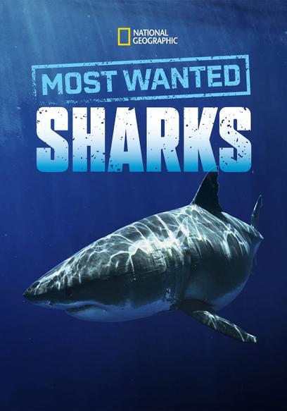 Most Wanted Sharks