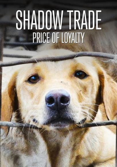 Shadow Trade: Price of Loyalty