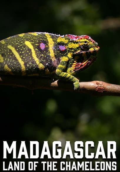 Madagascar: Land of the Chameleons