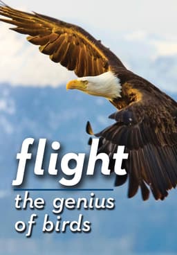 Eagles and the Genius of Bird Flight