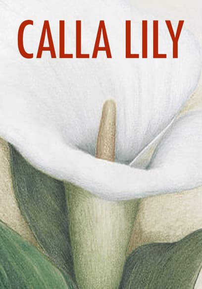 Calla Lily